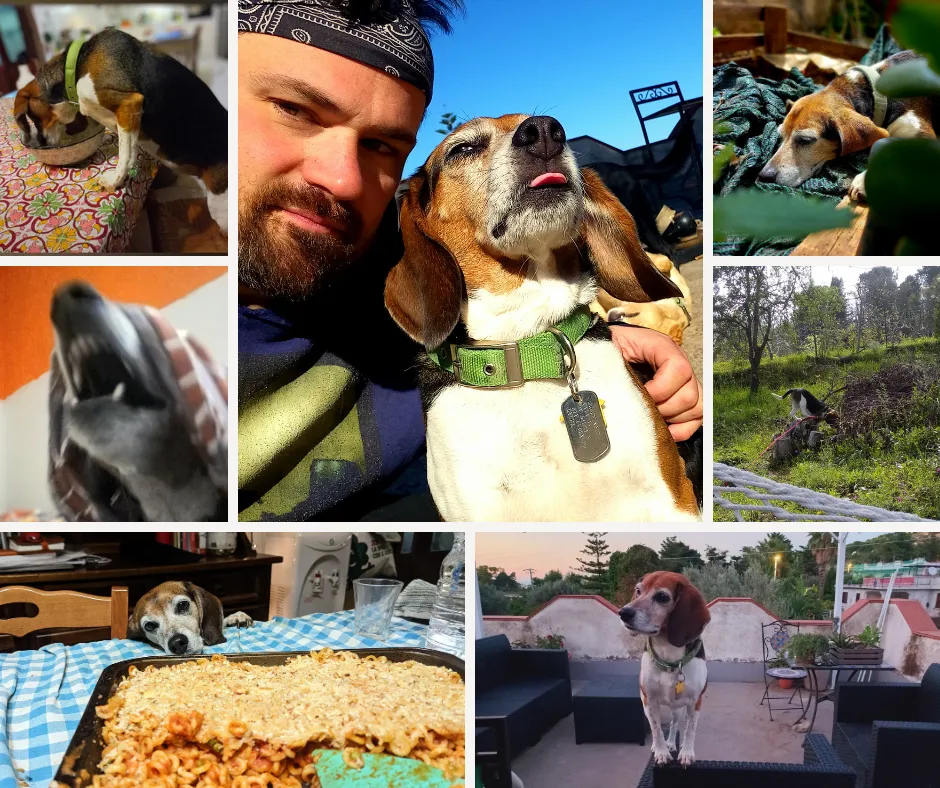 beagle pictures help your dog live longer owner