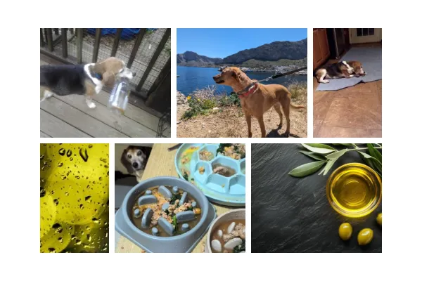 🫒 Is Olive Oil Good for Dogs? 5 Anti-Inflammatory Benefits for Senior Dogs