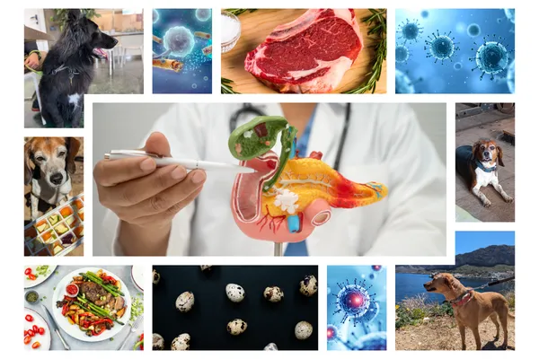 Pancreatitis in Dogs: The Safest Diet Strategy (Without Making It Worse)