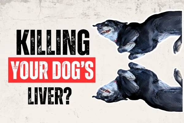 hills liver care dog food review