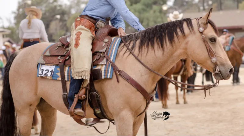 Horse and rider at a horse event