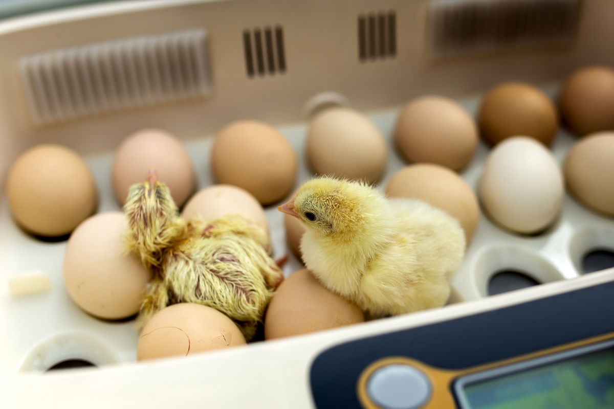 chicks hatching in incubator