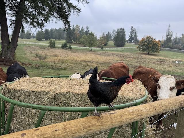 Zoe (chicken) with the Herefords