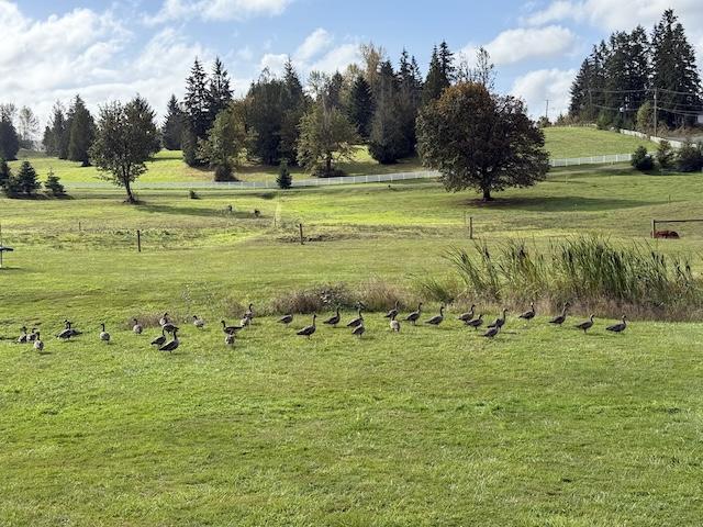 Pasture Geese