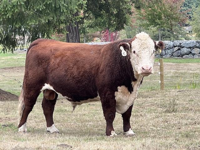 Picture of herd bull