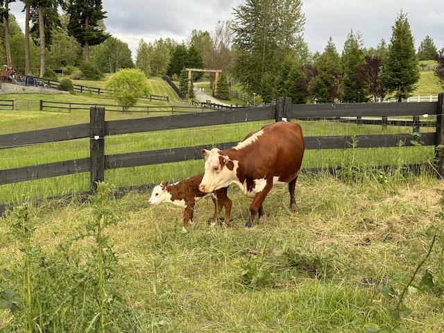 Peaches with New Calf
