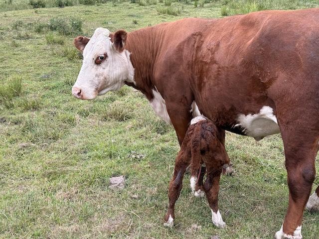 Big Red with Calf