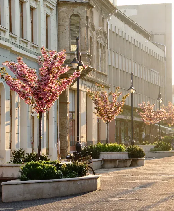  Urban street landscaping with blooming spring trees and decorative planters