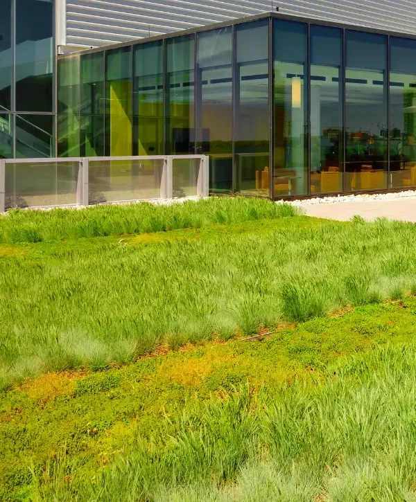 Modern building with a green roof covered in thick grass for sustainable landscaping. 
