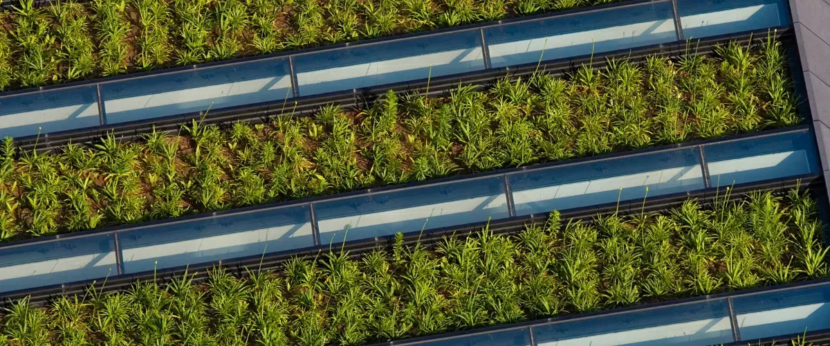 Close-up view of an eco-friendly green roof garden with organized rows of plants.
