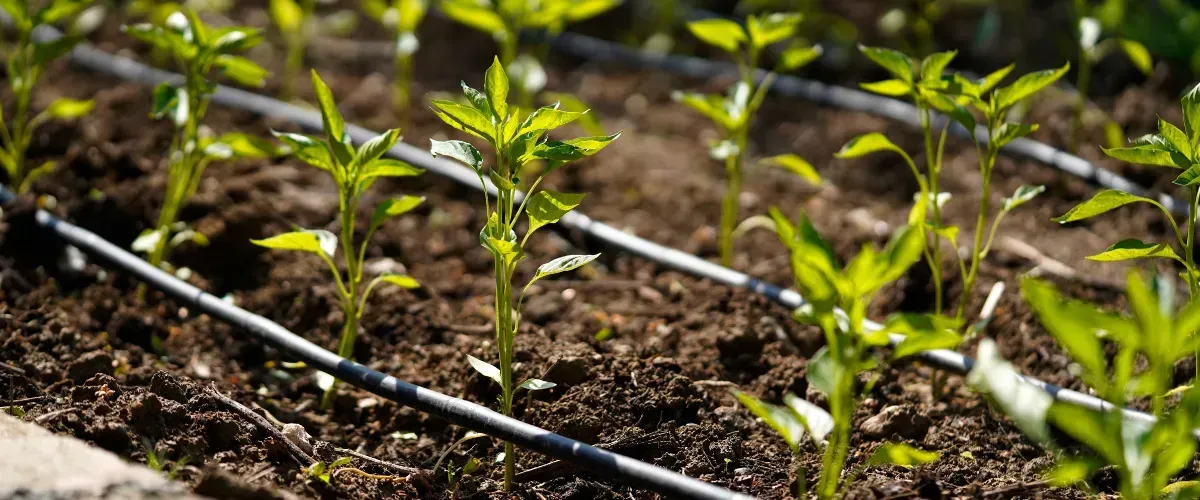  Drip irrigation lines providing water to rows of young vegetable plants.