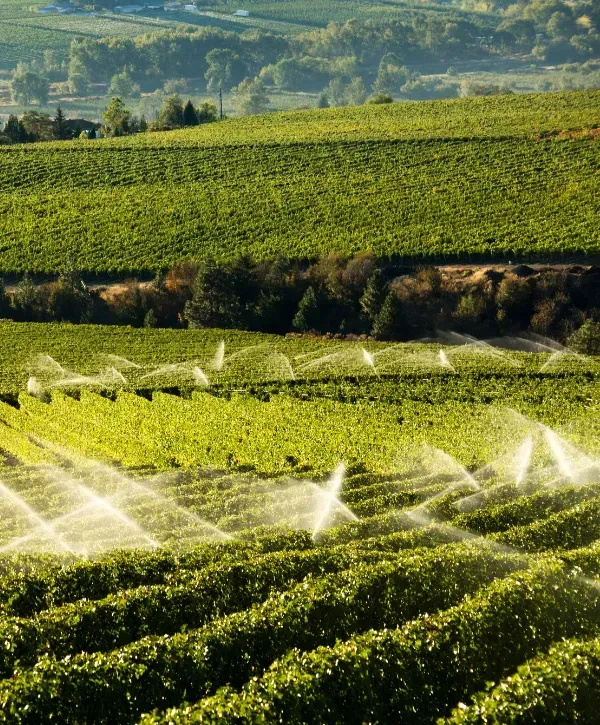 Sprinkler system irrigating rows of grapevines in a scenic vineyard.
