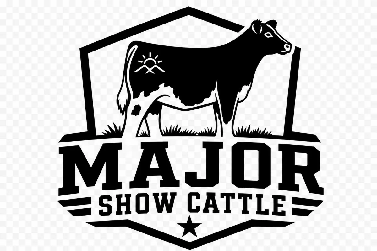 Major Show Cattle