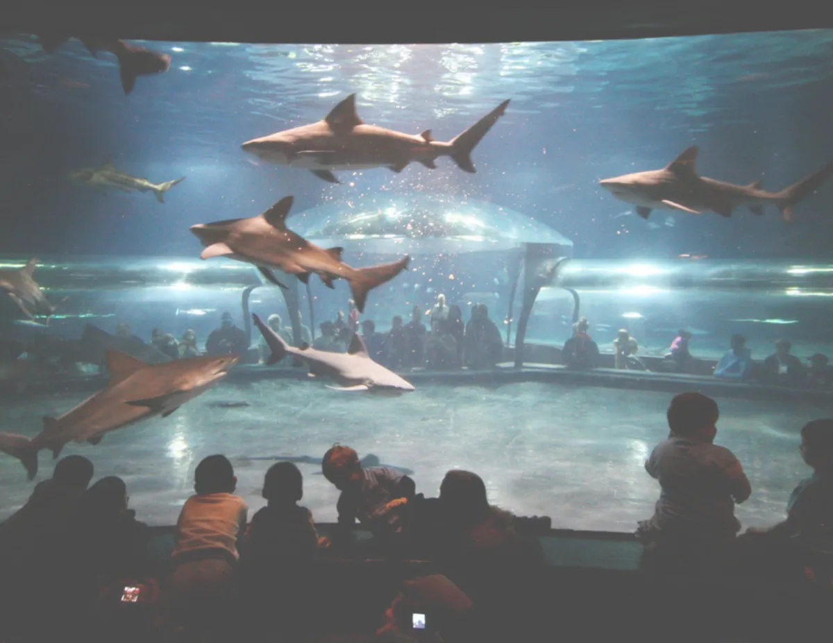 Visitors watching sharks swim inside the Oklahoma Aquarium in Jenks, Oklahoma.