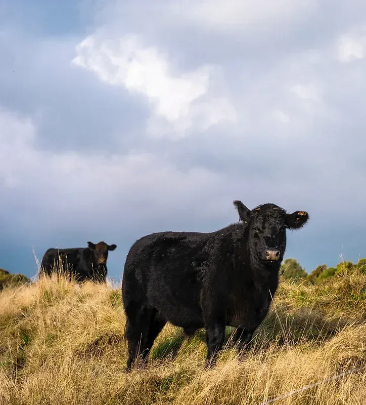 photo of cow in the grass