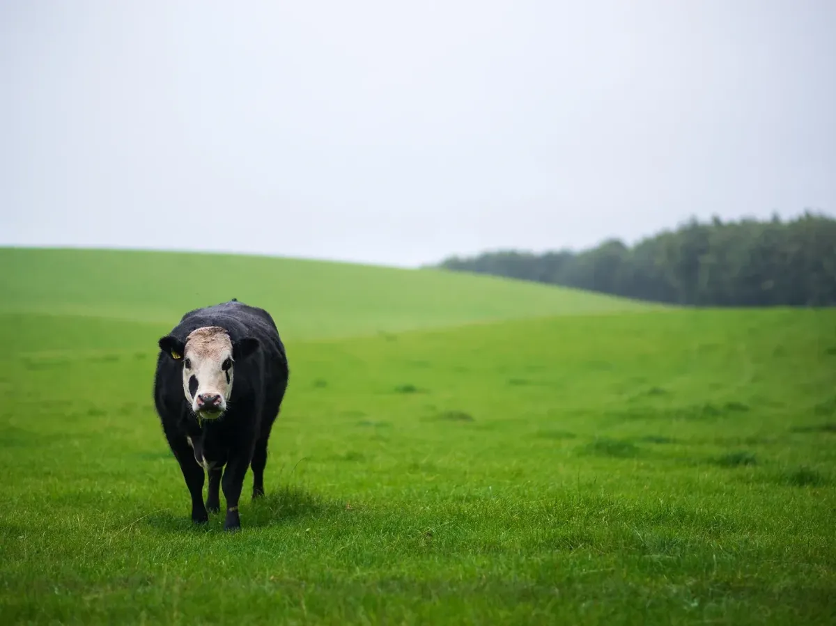 cow standing in grass field