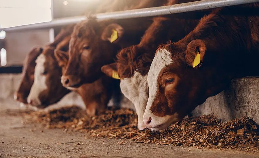 cows eating