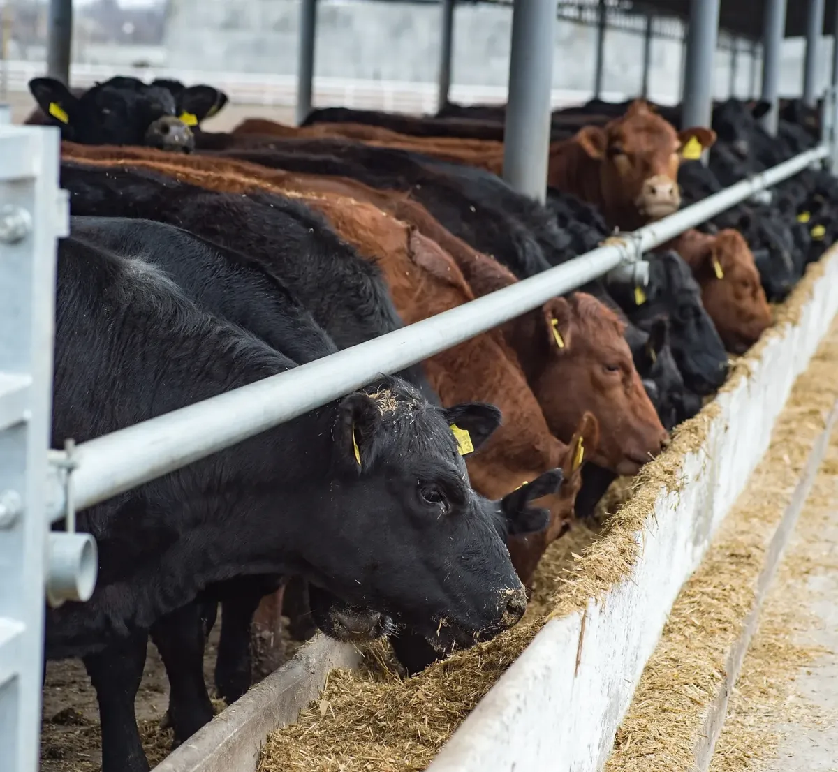 group of cows eating