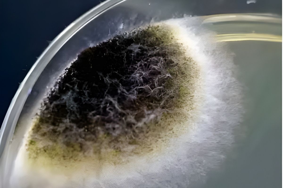 Understanding Citric Acid: Uses, Production, and Health Impacts