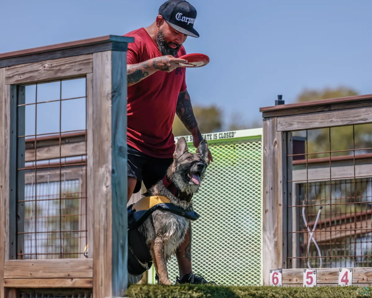 a dog jumping in the air to catch a frisbee