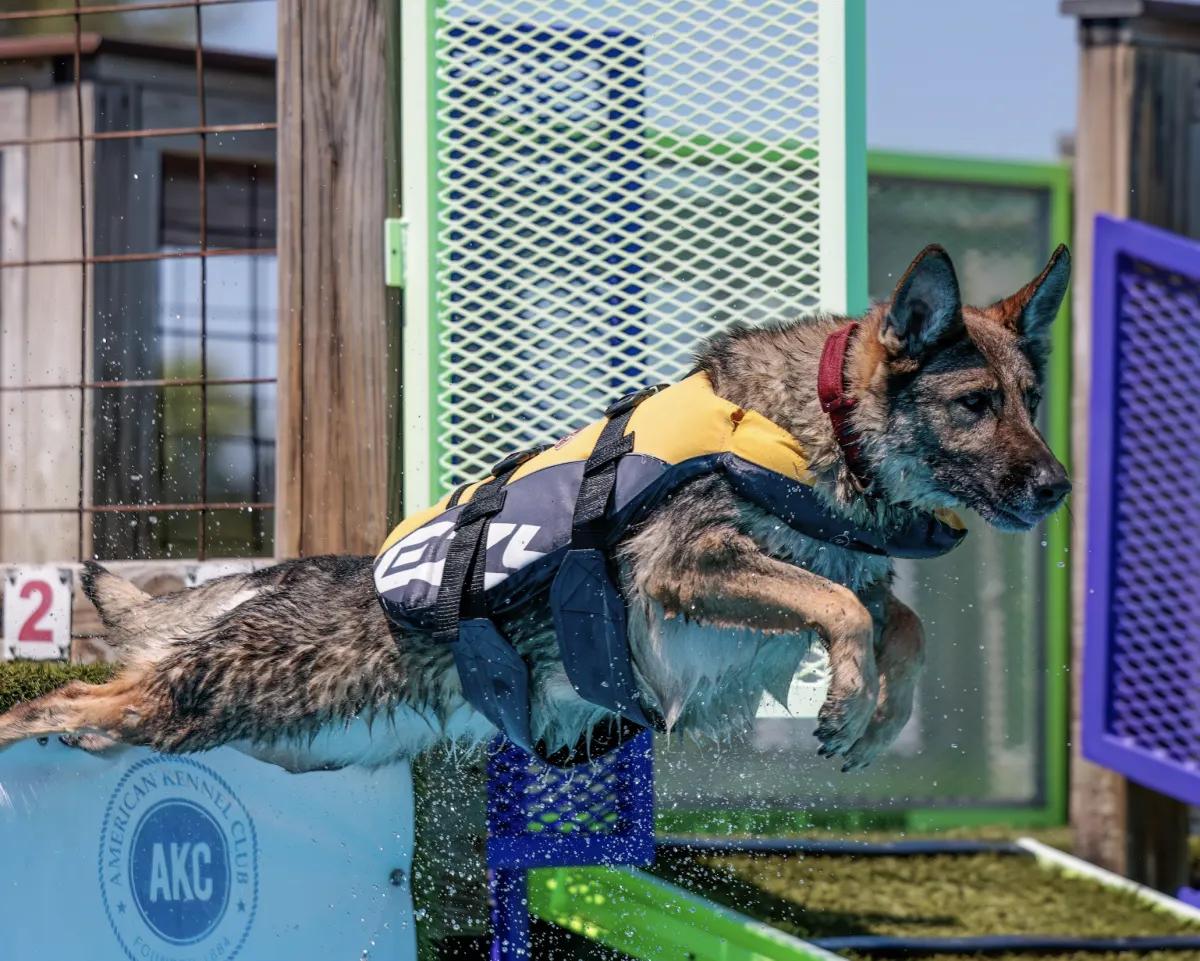 A white dog walking down a dirt road