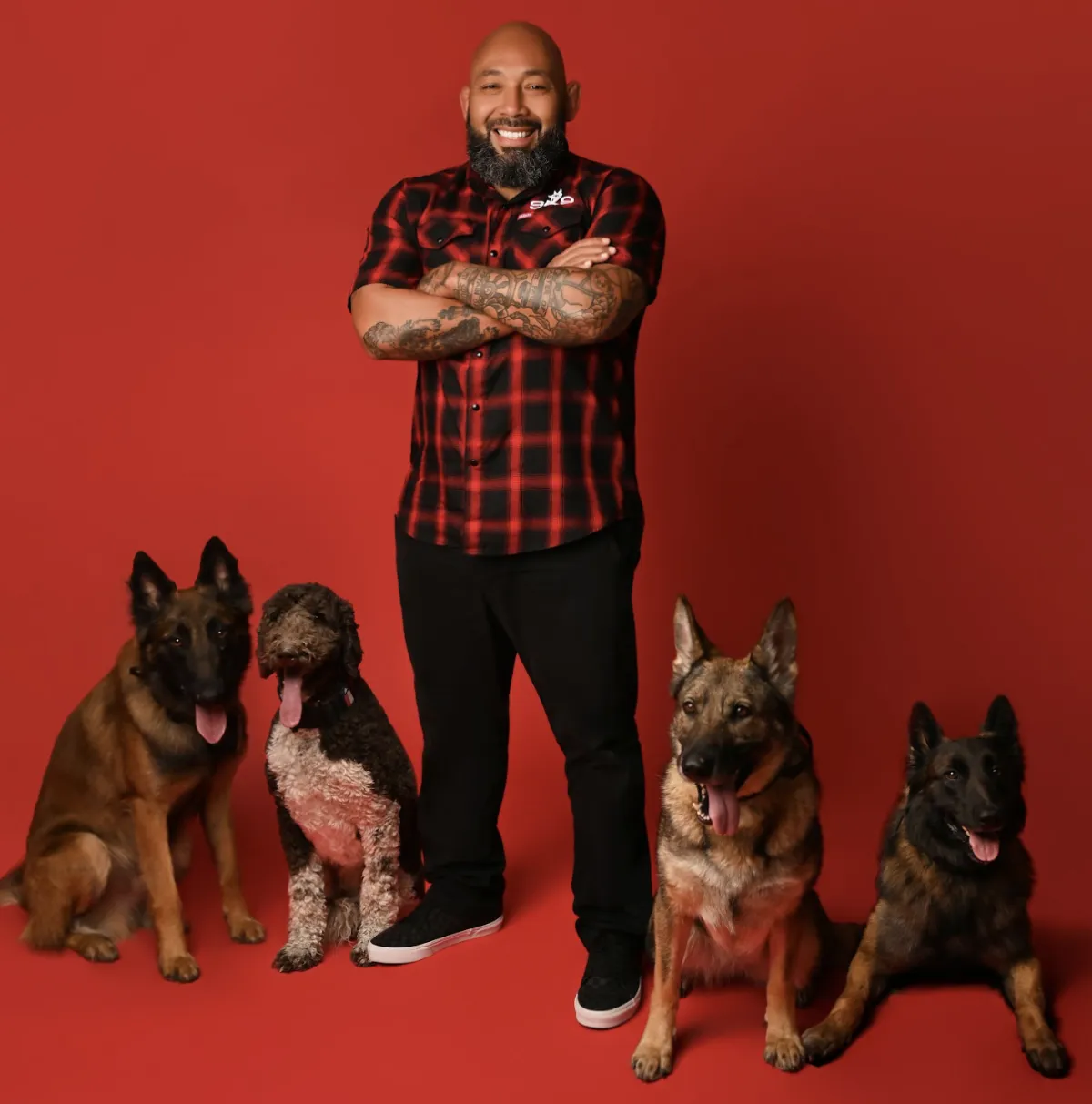 a dog holding a stick in its mouth