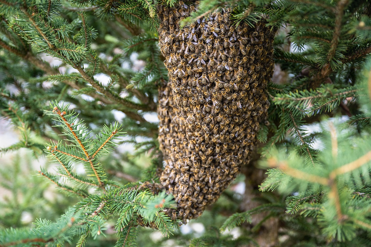 Tree Removal With Bees