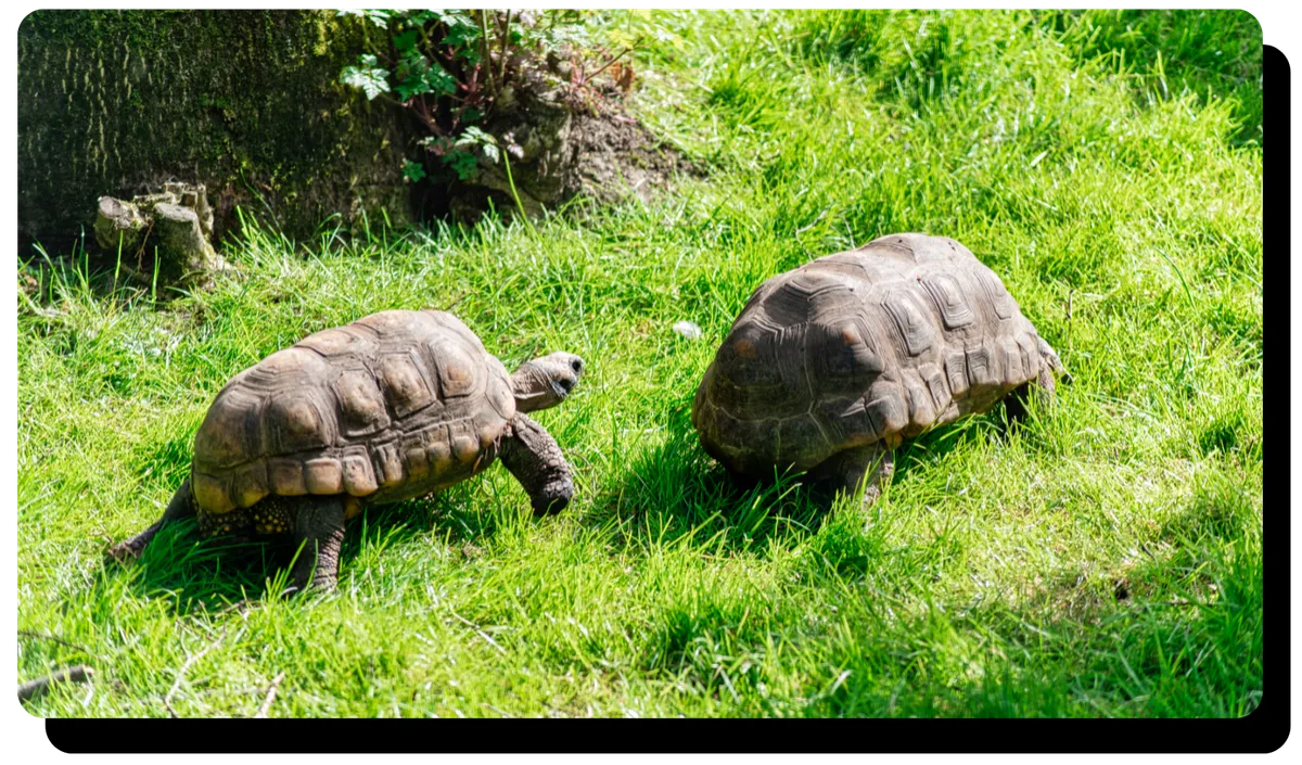 Why Cross-Functional Teams Move So Slowly