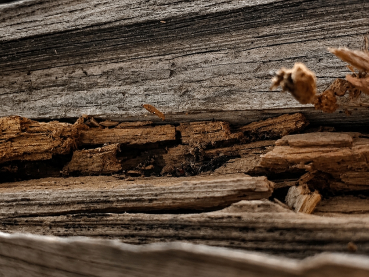 Wood damage caused by termites in a Central Florida home