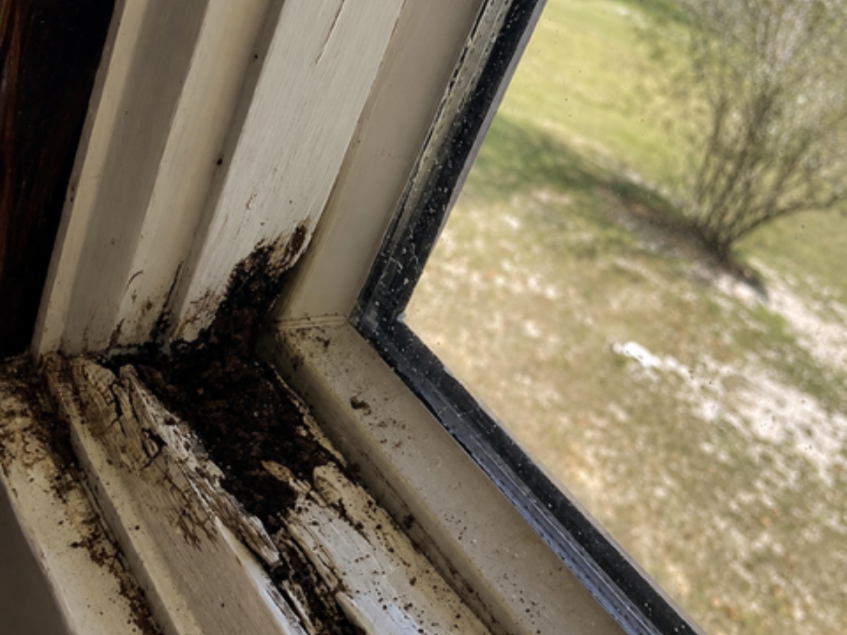 Possible termite activity around a window frame