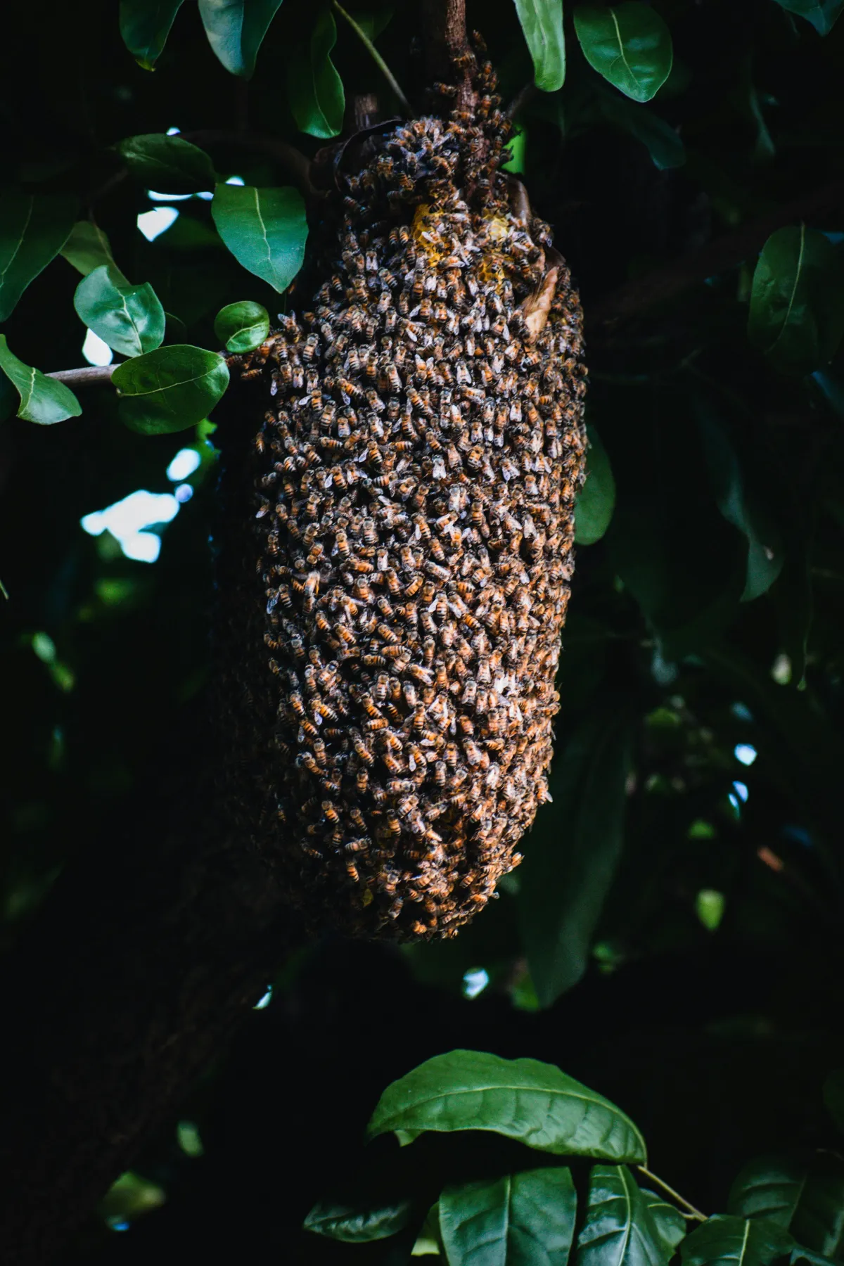 Hive with bees