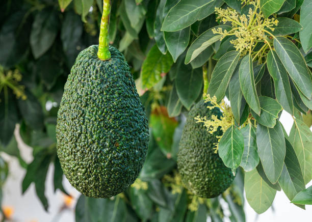 avocado baum