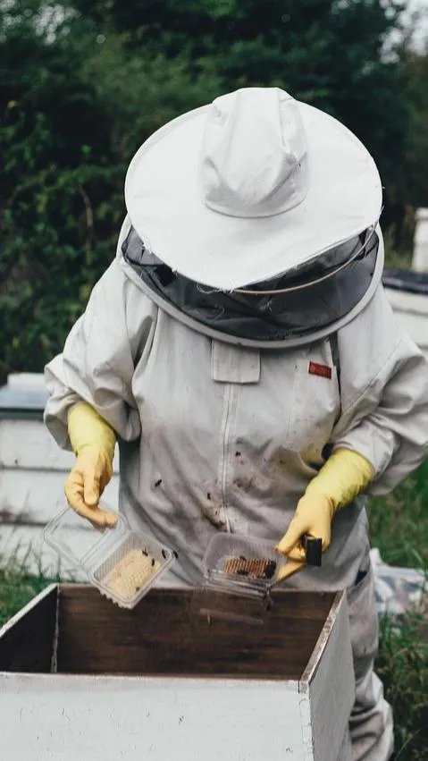 Commercial pollination services in Limpopo