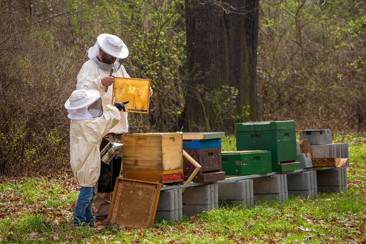 Managed hive placement for farms in Limpopo