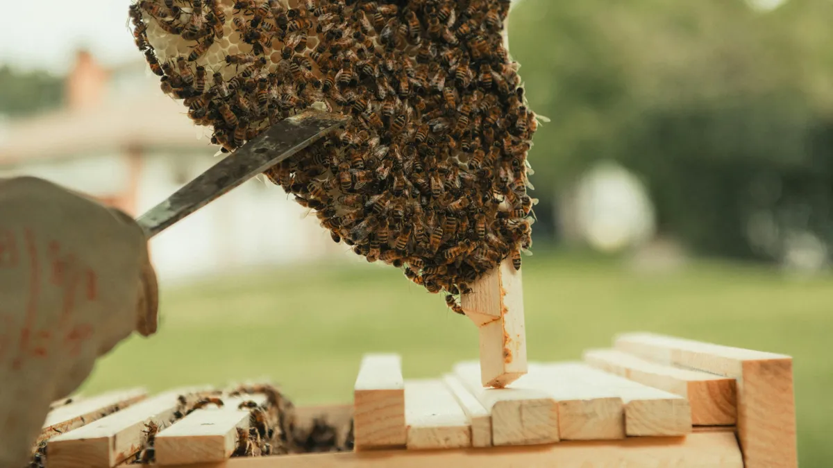 beeremoval