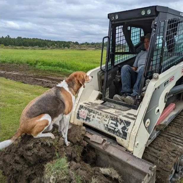 Charlie the office dog and team mascot at ALM Construction & Landscaping in Ottawa