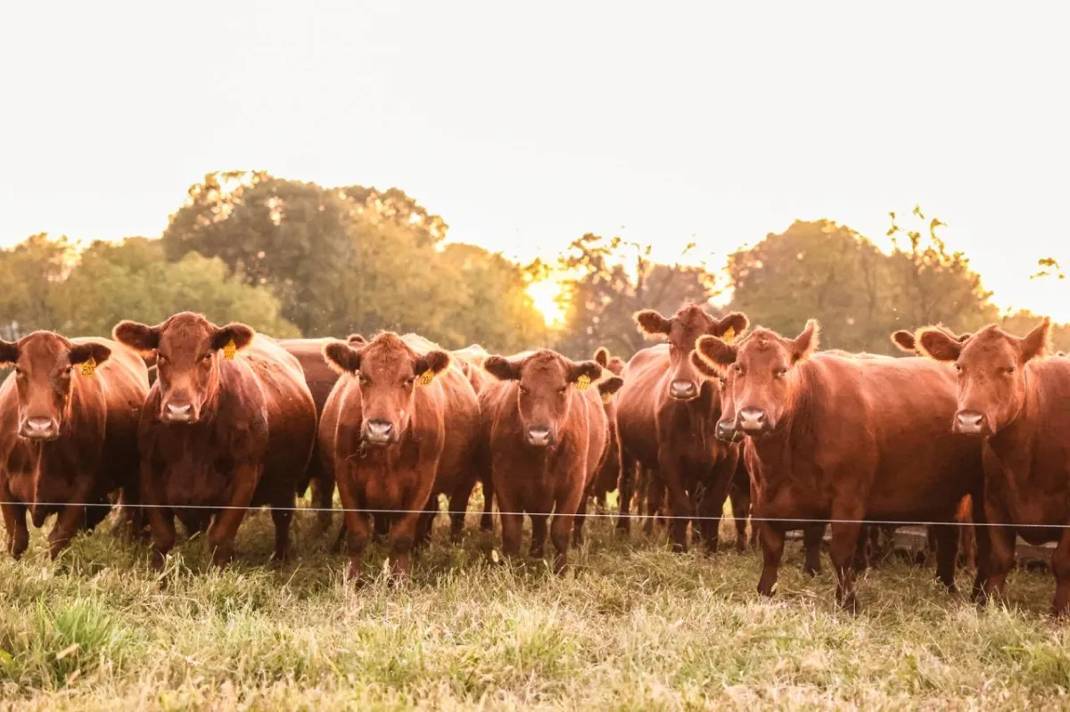 Old wooden barn with a rusty roof