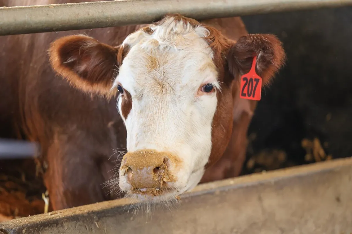 Old wooden barn with a rusty roof