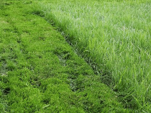 Overgrown / Tall Grass Mowing in Hinckley