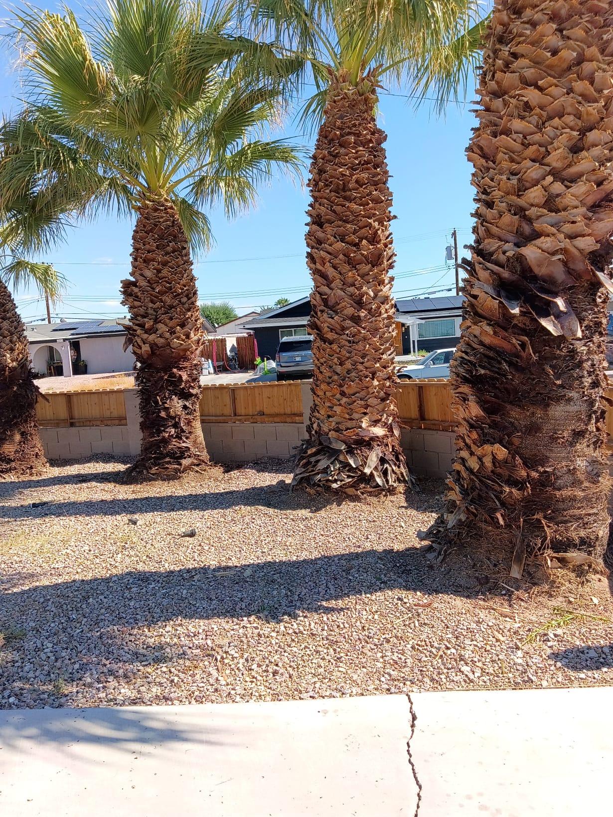 Yard area around palm trees cleaned up