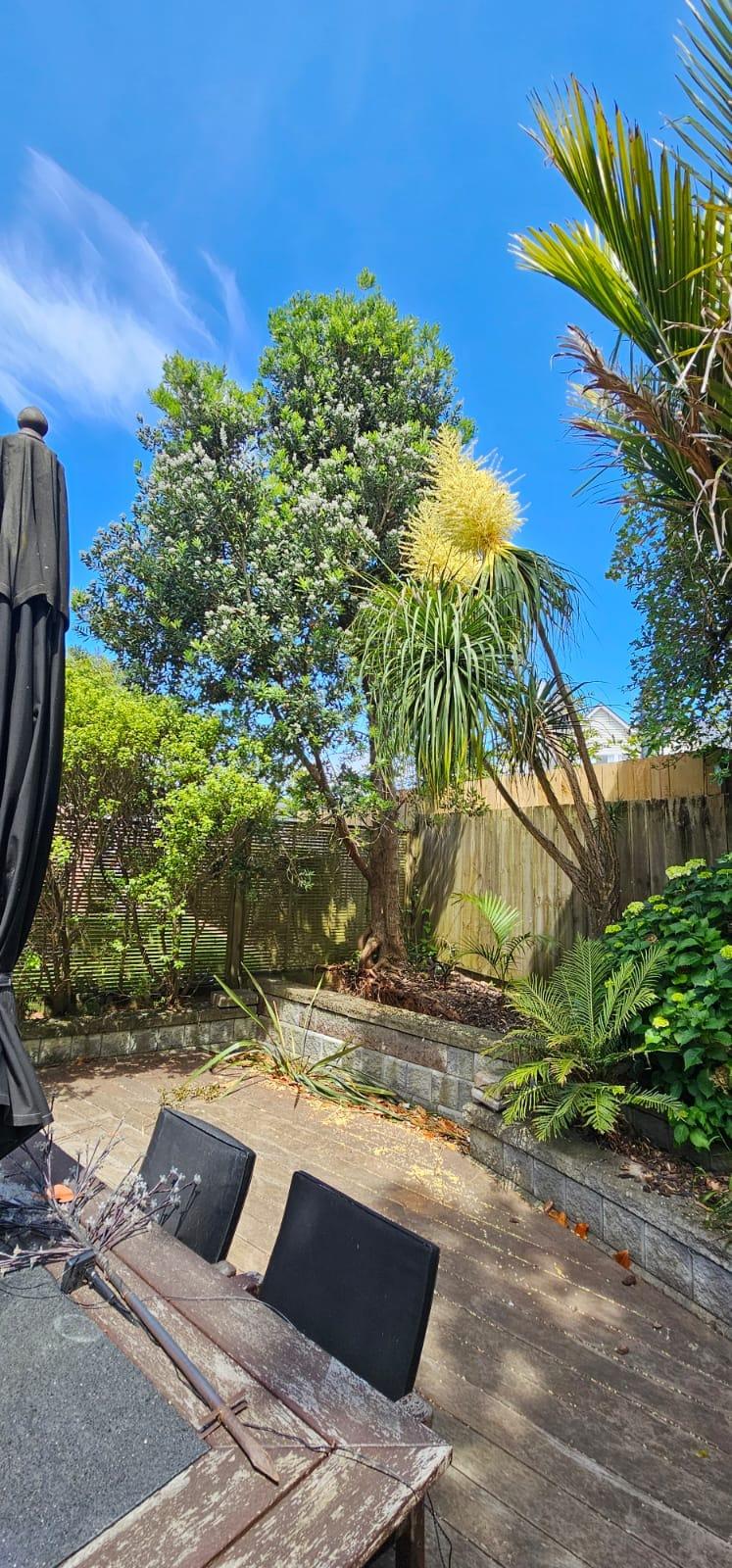 Palm tree trimming Auckland residential garden