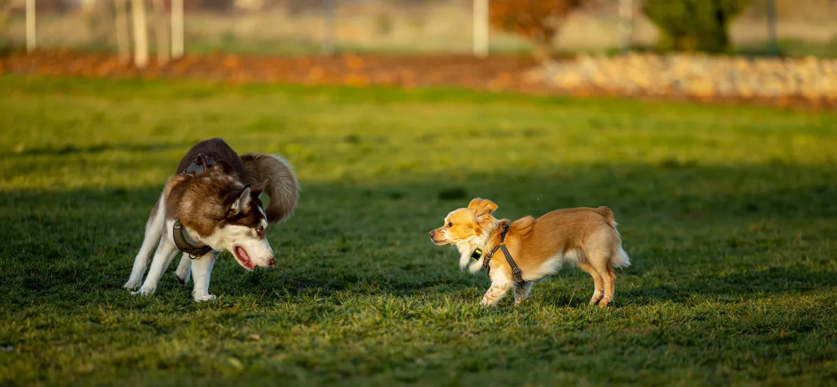 selective focus photography of puppy on sweater