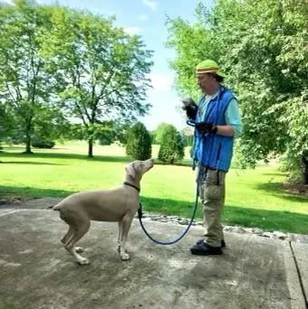 short-coated brown dog