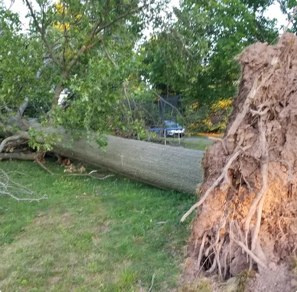 Hazardous & Dead Tree Risk Assessment