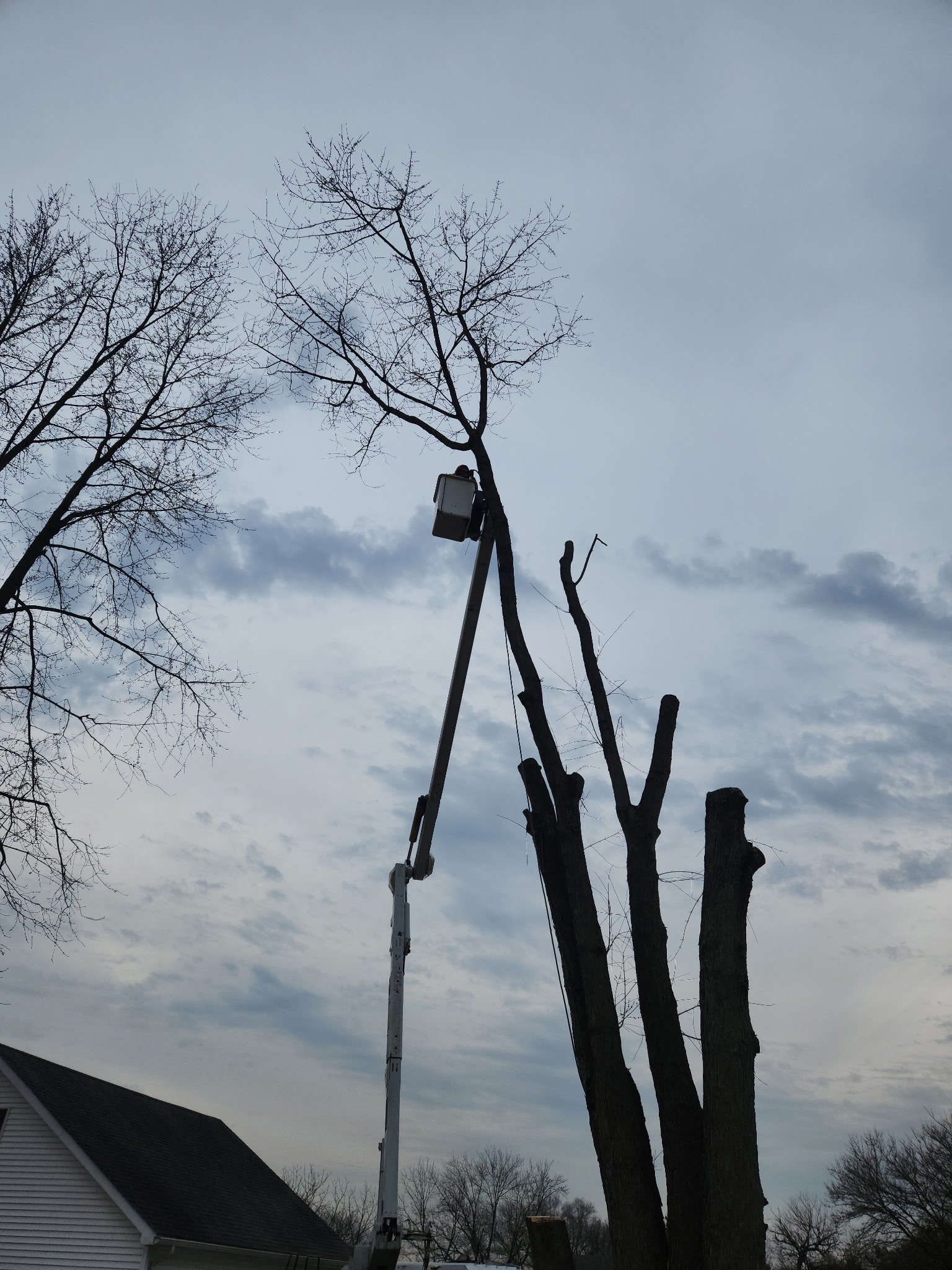 Tree Climbing & Rigging Services