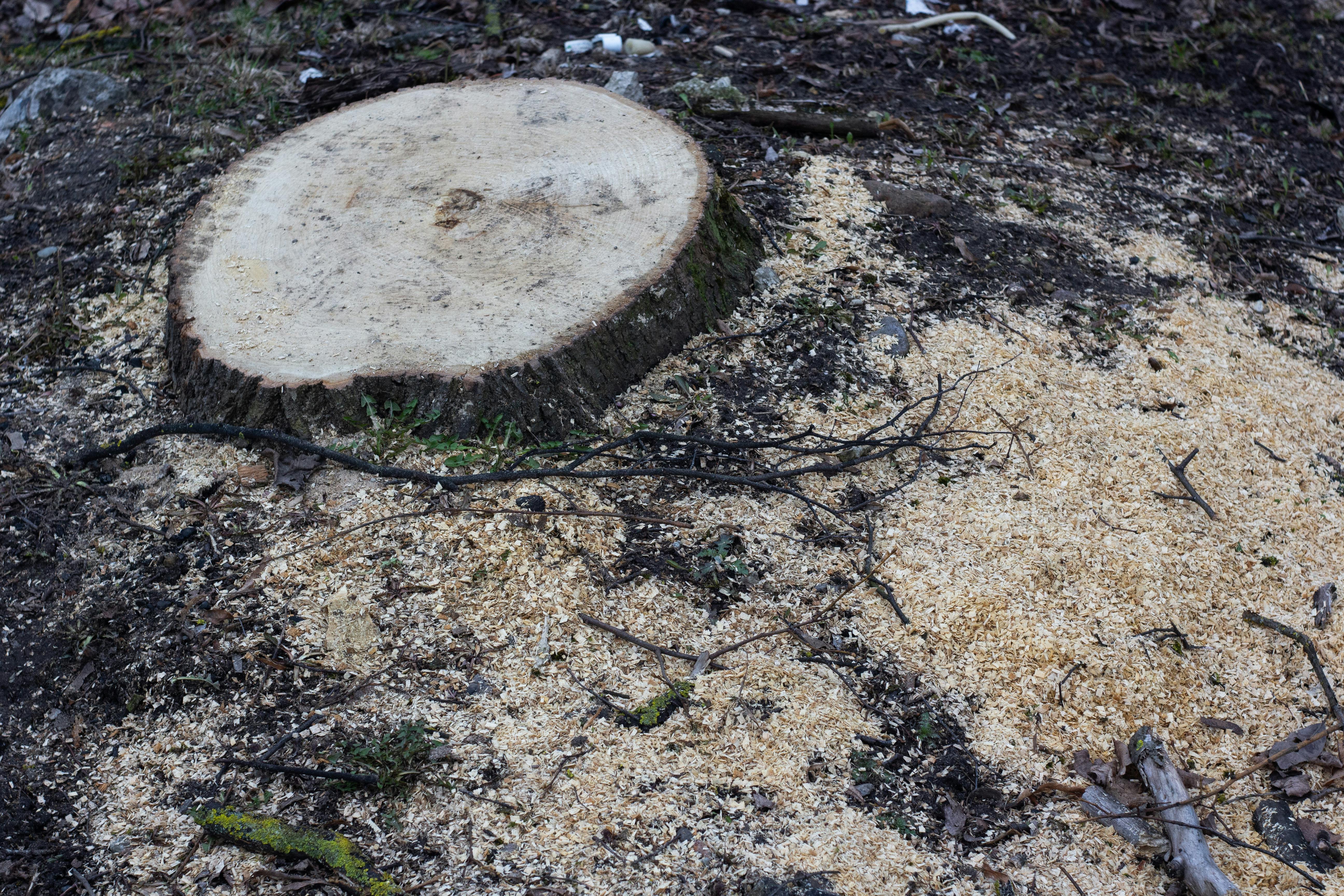 Stump Grinding & Stump Removal