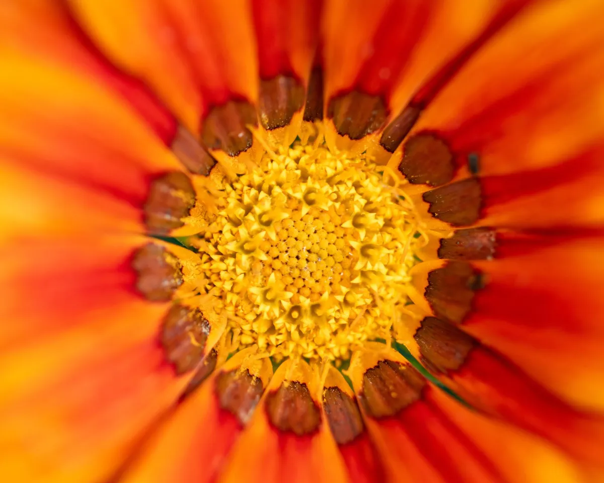 Flower macro photography. 