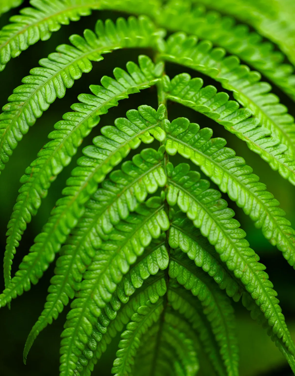 Haupuu fern.