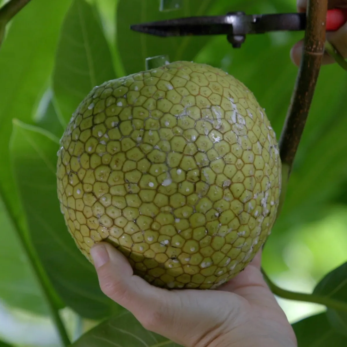 Breadfruit tree being cut