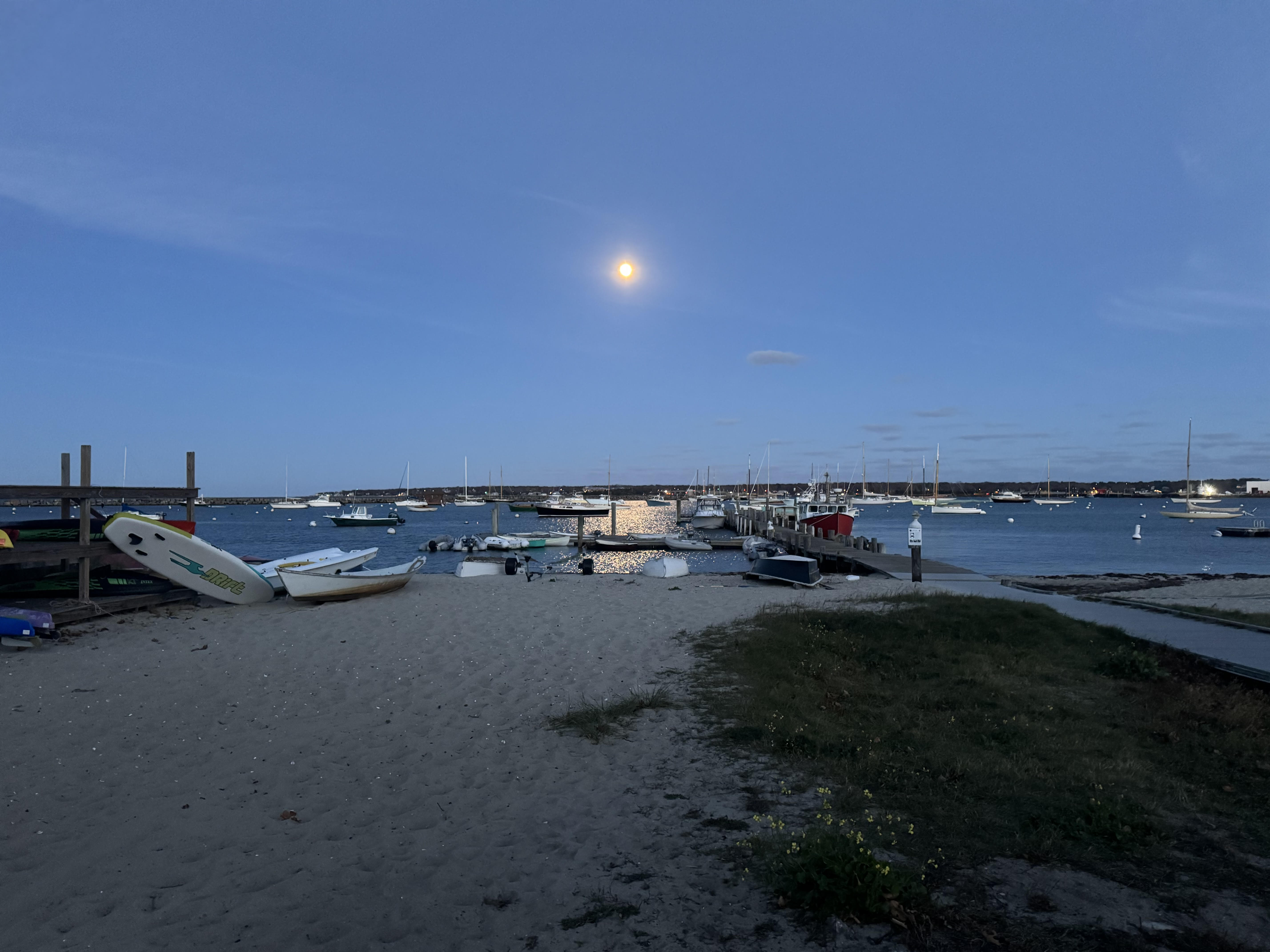Person standing in a dark, dense forest
